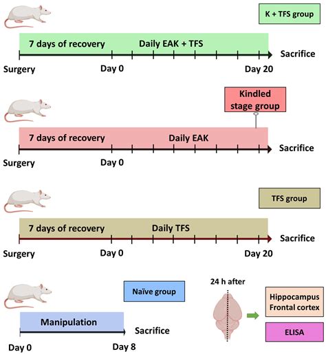 Transcranial Focal Electric Stimulation Avoids P-Glycoprotein Over ...