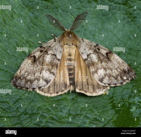 Image result for Gypsy Moth