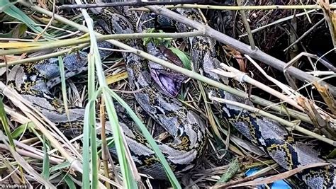 Python Kills Cobra 的图像结果