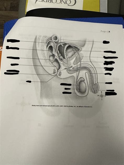 Male reproductive system diagram Diagram | Quizlet
