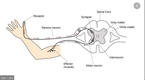 Draw a sketch of the internal structure of spinal cord and nervous ...