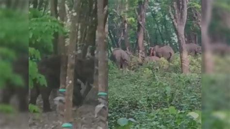 Wild Elephants Found In Palappilly,കാട്ടാനയുടെ മുന്നില്‍പ്പെട്ട് ...