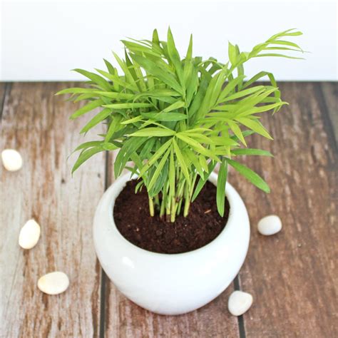 Parlour Palm Chamaedorea Elegans - Buy Live Home Plant Online India ...