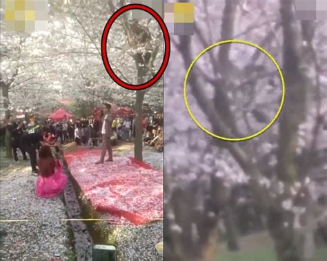 行人为制造樱花雨脚踹樱花树、爬树拍照