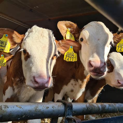 De Hooiberg, biologische kaasboerderij en camping (Bladel) - 2021 What ...