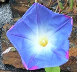 CEYA IPOMOEA TRICOLOR 'HEAVENLY BLUE' Seed Price in India - Buy CEYA ...