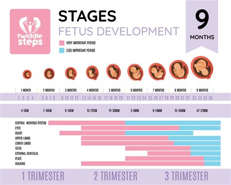Fetal Development Stages