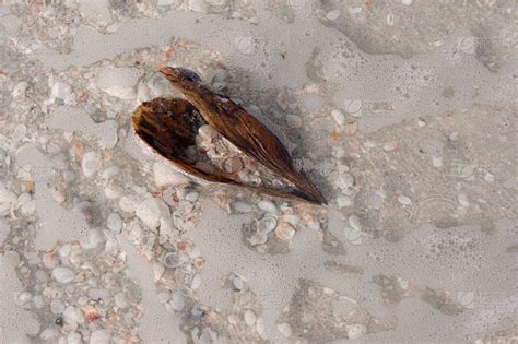 Bing Shells 的图像结果