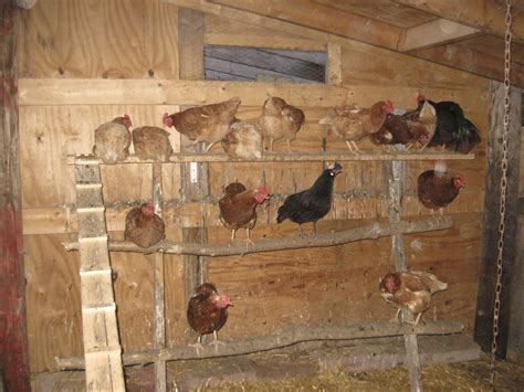 Chicken coop plans 2 chickens Diy ~ Build small chicken coop | Chicken ...