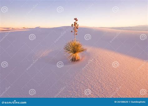 Yucca at White Sands National Monument Stock Photo - Image of southwest ...