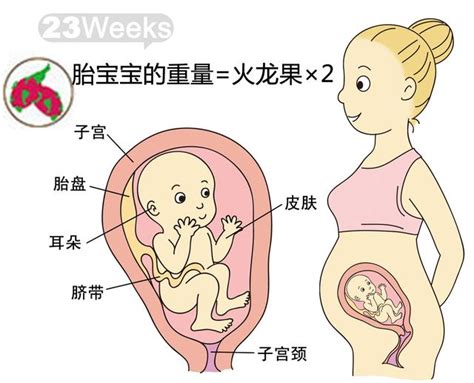 孕期1-40周，胎兒到底有多大？ - 每日頭條
