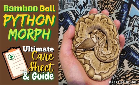 Image result for Super Bamboo Ball Python