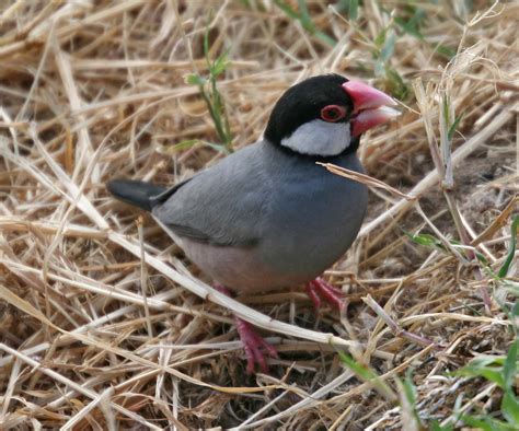 Image result for Java Sparrow Bird