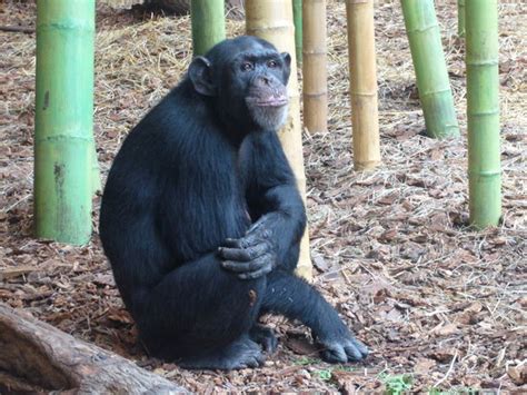 It's free and a bit sad but informative - Reviews, Photos - Lincoln ...