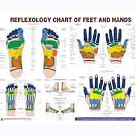 Amazon.in: Buy Amazon Reflexology Chart - Eng. 11"x18" Book Online at ...
