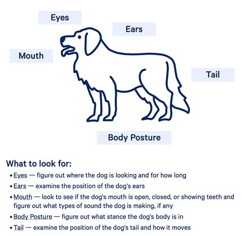 Dog Body Posture Diagram Wagging Or Warning? Understanding Dog To Dog