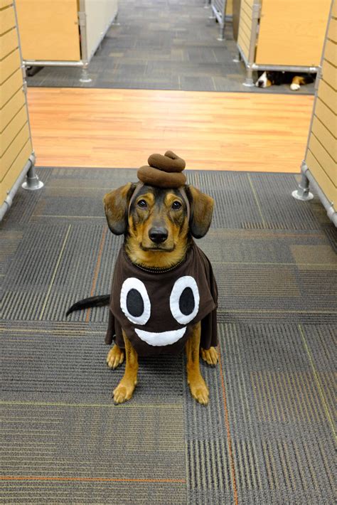 Everyone's favorite emoji. Happy Howloween! | Cute dog costumes, Diy ...