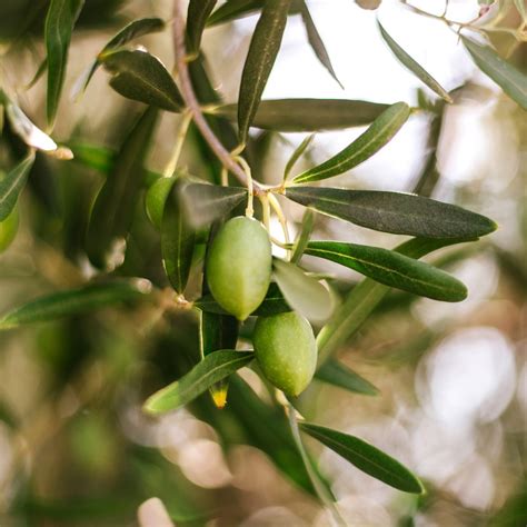 Olive Python Habitat 的图像结果