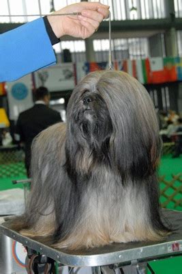 Titling Lhasa Apso