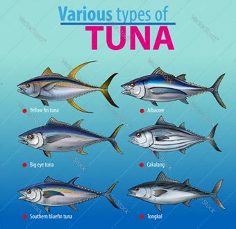 Tuna export case - Lakshadweep - GS SCORE