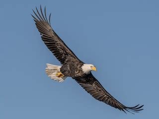 Bald Eagle - eBird