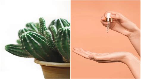 Cactus Oil For Hair: गिरते बालों की परेशानी से लेकर ग्रोथ तक में कारगर ...