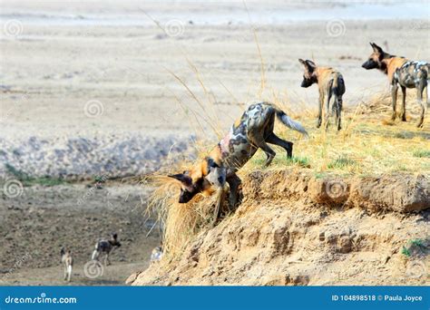 African Wild Painted Dogs Getting Ready To Jump Down the Riverbank To ...