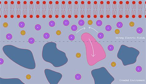 Cells’ Electric Fields Keep Nanoparticles at Bay, Scientists Confirm