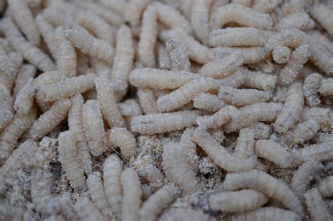 What Are Maggots and How to Get Rid of Them - Dengarden