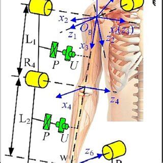 Image result for Human Coupling Position