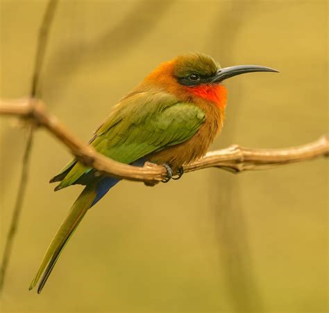 European Bee-Eater Bird Branch - Free photo on Pixabay