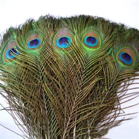 Buy Real Peacock Feather Online In India - Etsy India