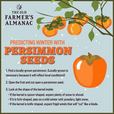 How to Predict Winter Weather With a Persimmon Seed | The Old Farmer's ...