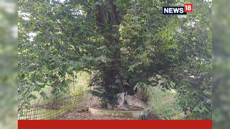 430 years kendu tree in Sivasagar district | অসম - Assam News