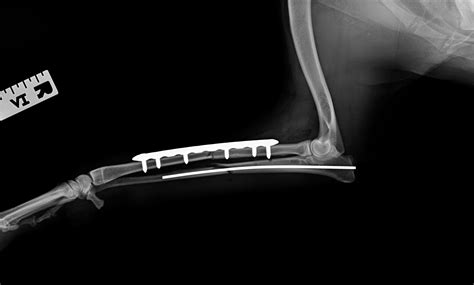 Fracture Repair — Warm Springs Pet Hospital