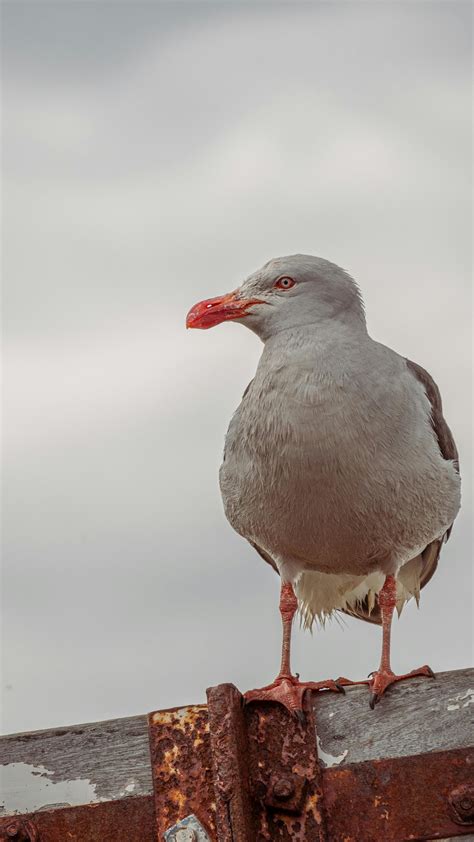 Nature Back View Portrait 的图像结果