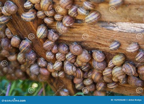 Raw Edible Sea Snails, Whelks Close-up And Lemon, Parsley, Garlic On A ...