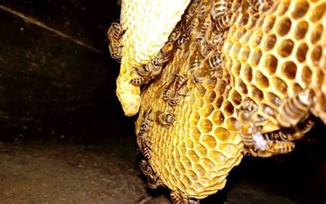 蜜蜂窝中有几种蜂房？ - 蜂巢 - 酷蜜蜂