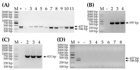 Rapid, Sensitive and Simultaneous Detection of Two Wheat RNA Viruses ...