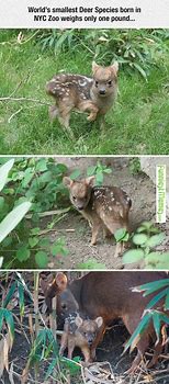 Image result for Deer and Bunny