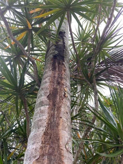 Image result for Cherry Tree Trunk Rot