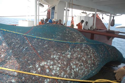 Fish Catch | Centre For Marine Living Resources & Ecology