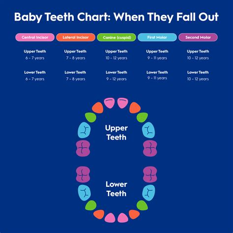 When Do Kids’ Teeth Fall Out and New Teeth Come In? - Cherry Hill Dentistry