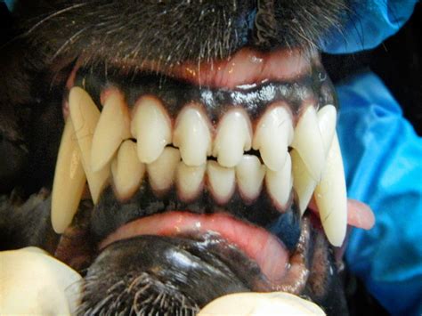 What Is A Scissor Bite In Dogs