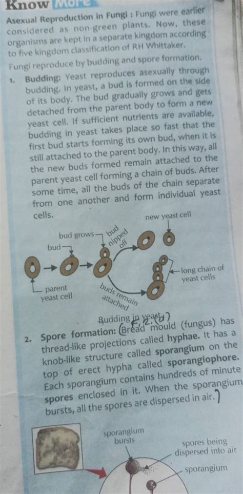 Image result for Fungi Reproduction
