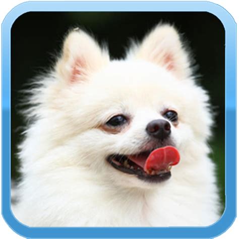 Most Popular Dog Breeds In The US Dogs Pets Samoyed Mixed Breed ...