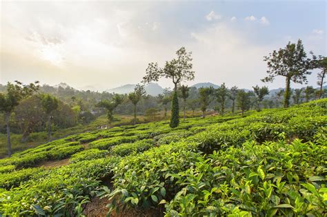 Exploring the Exquisite Tea Regions in India - SereniTea Room