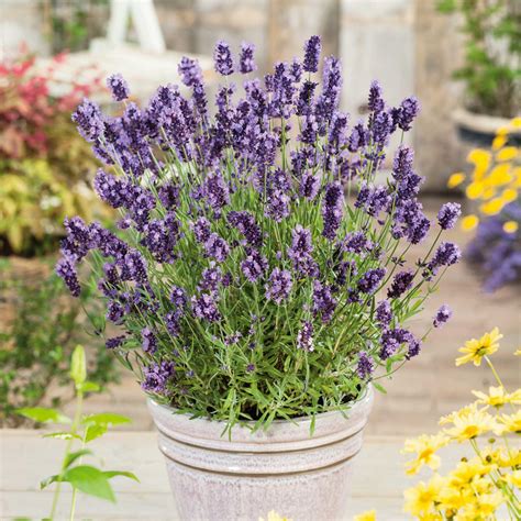 Lavender Seeds - Ellagance Purple | Herb Seeds in Packets & Bulk | Eden ...