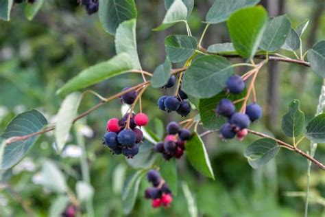 Image result for Serviceberries Tree