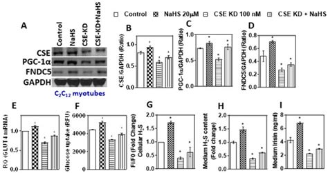 Hydrogen Sulfide Regulates Irisin and Glucose Metabolism in Myotubes ...